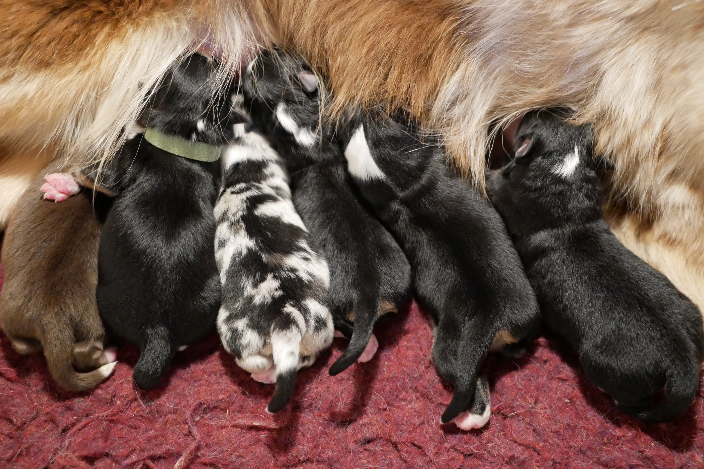 Les petits chiots sont nés !