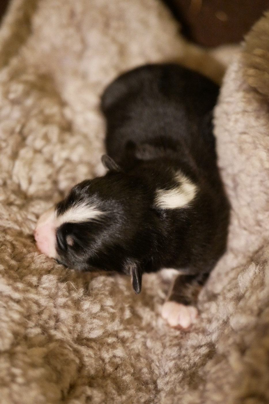 Des Ouréas - Chiots disponibles - Berger Américain Miniature 