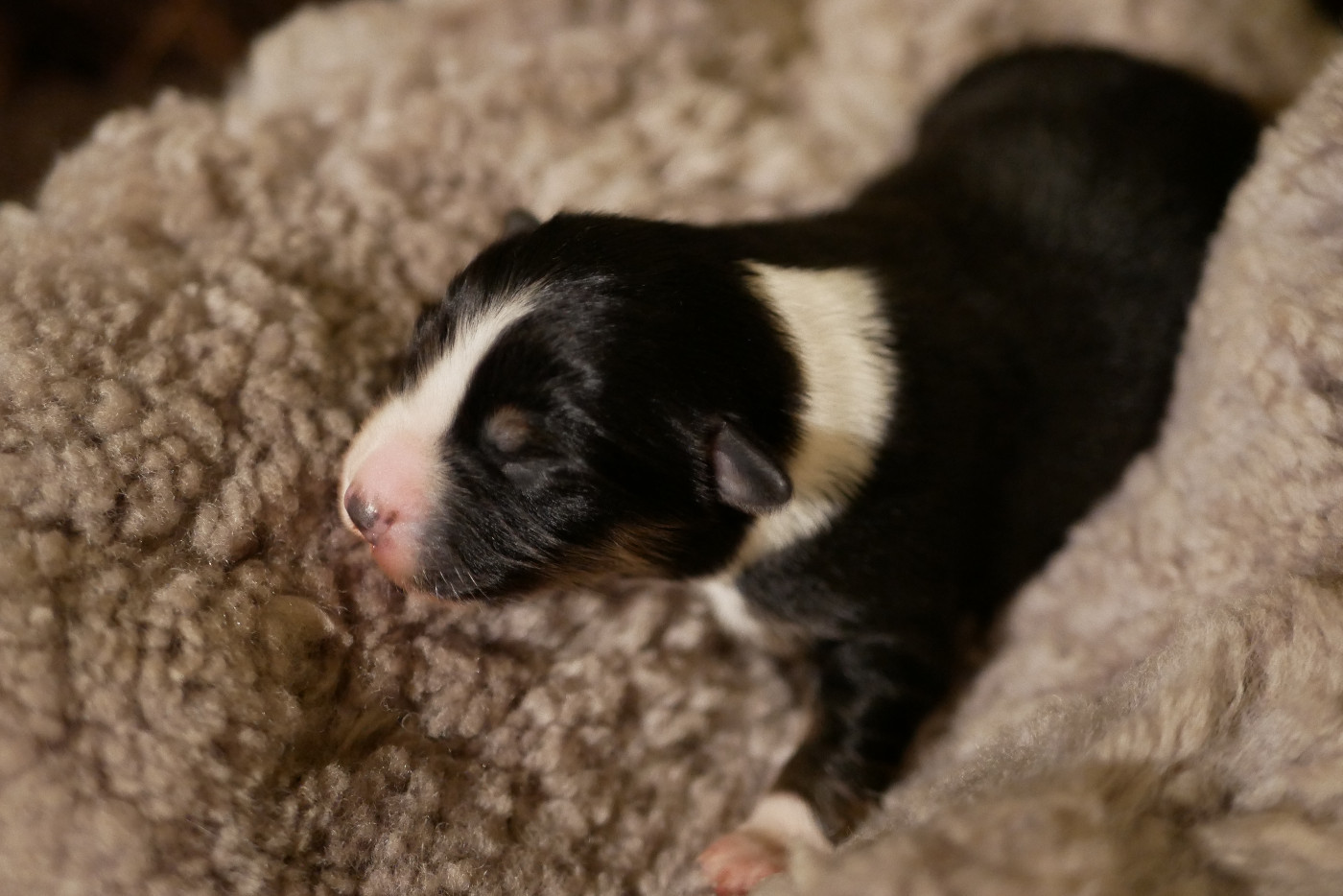 Des Ouréas - Chiots disponibles - Berger Américain Miniature 