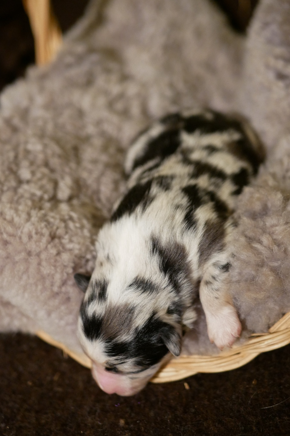 Des Ouréas - Chiots disponibles - Berger Américain Miniature 