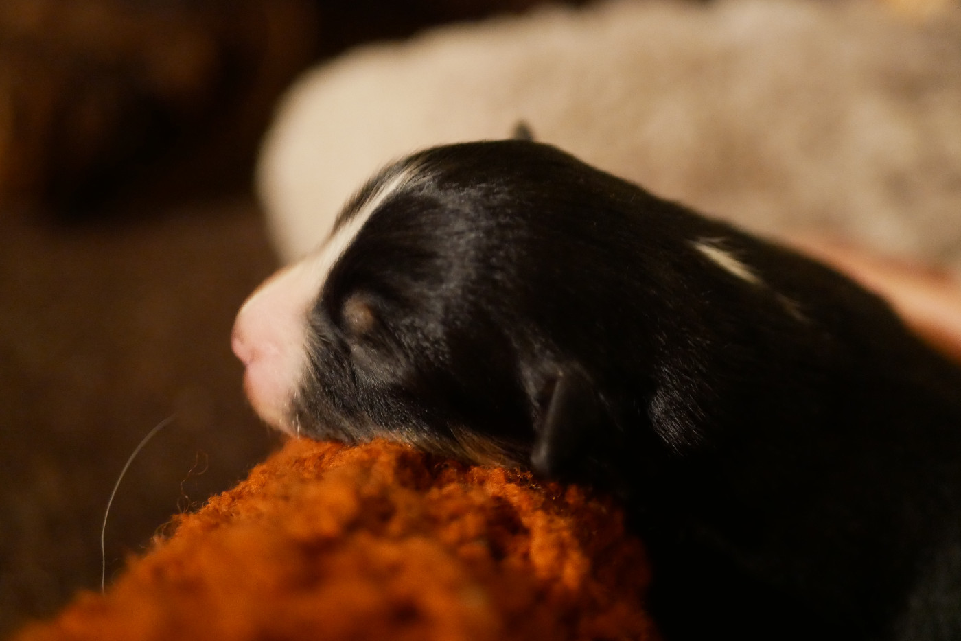 Des Ouréas - Chiots disponibles - Berger Américain Miniature 