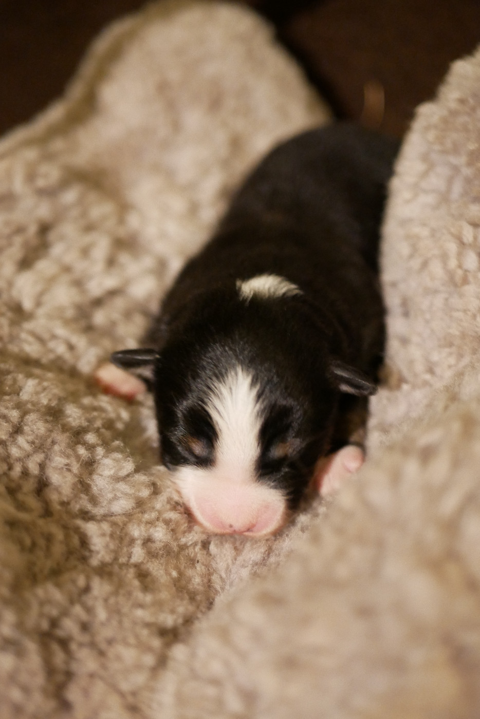 Des Ouréas - Chiots disponibles - Berger Américain Miniature 