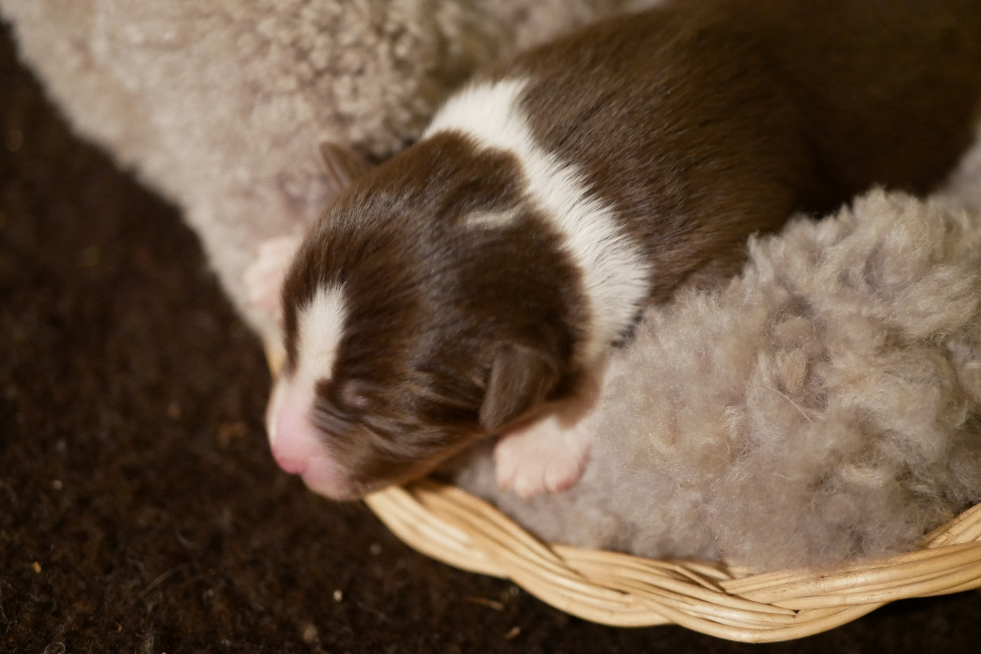 Des Ouréas - Chiots disponibles - Berger Américain Miniature 