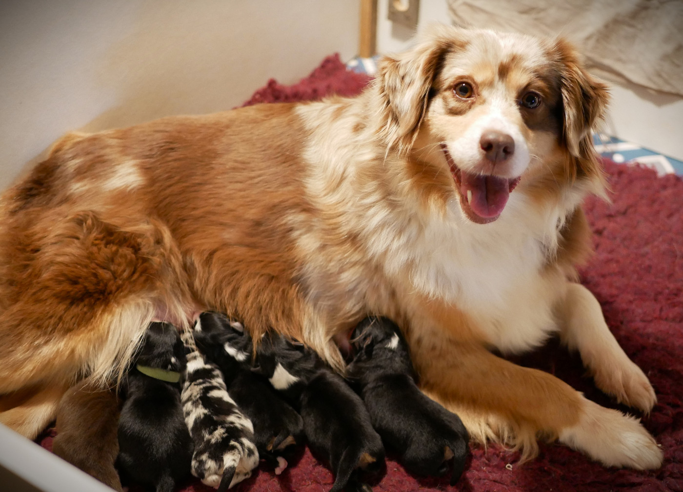 Chiot Berger Américain Miniature  Des Ouréas