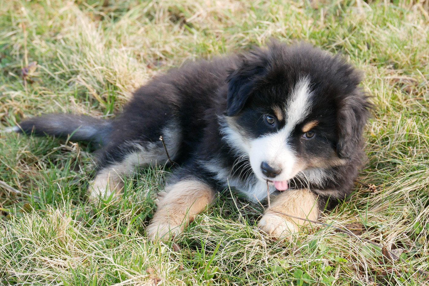 Des Ouréas - Chiots disponibles - Berger Américain Miniature 